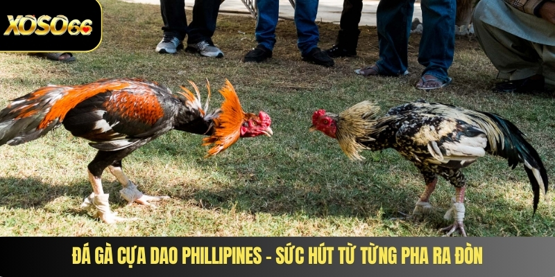 Đá gà cựa dao Phillipines – Sức hút từ từng pha ra đòn