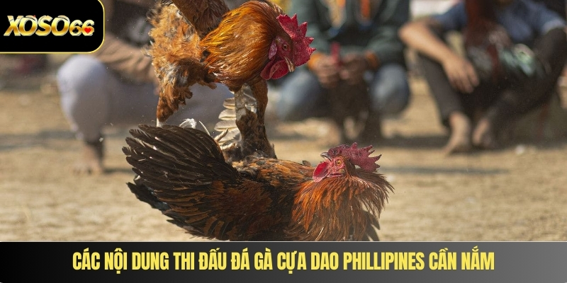 Các nội dung thi đấu đá gà cựa dao phillipines cần nắm