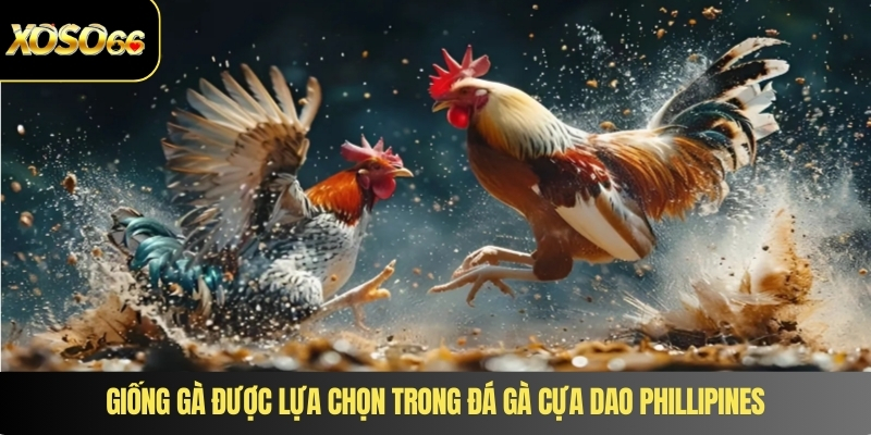 Giống gà được lựa chọn trong đá gà cựa dao phillipines