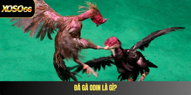 Đá gà Odin là gì?