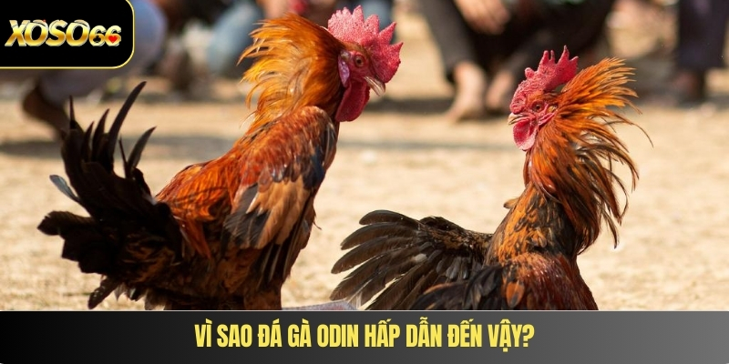 Vì sao đá gà ODIN hấp dẫn đến vậy?