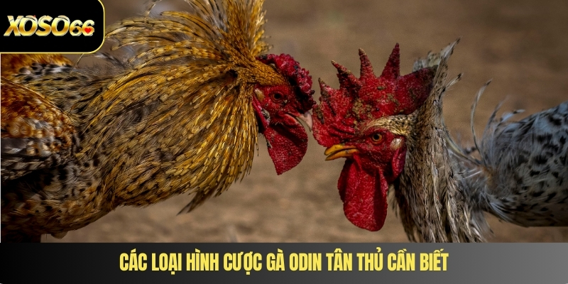 Các loại hình cược gà Odin tân thủ cần biết