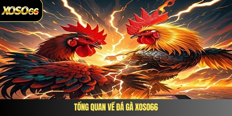 Tổng quan về đá gà XOSO66