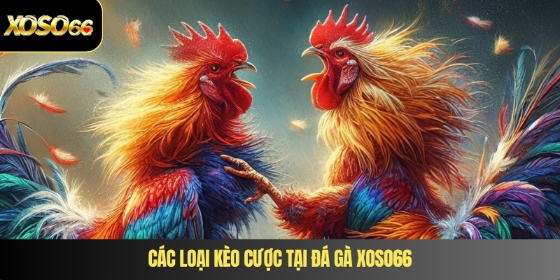 Các loại kèo cược tại đá gà XOSO66