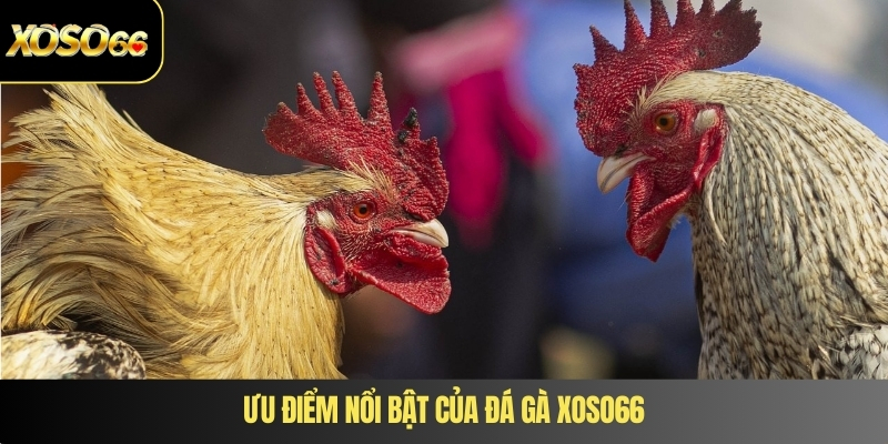 Ưu điểm nổi bật của đá gà XOSO66