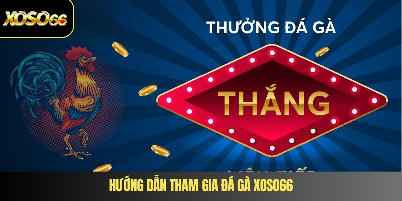 Hướng dẫn tham gia đá gà XOSO66