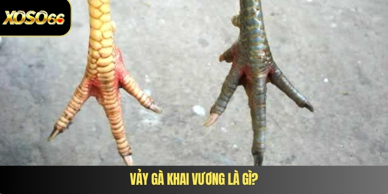 Vảy gà khai vương là gì?