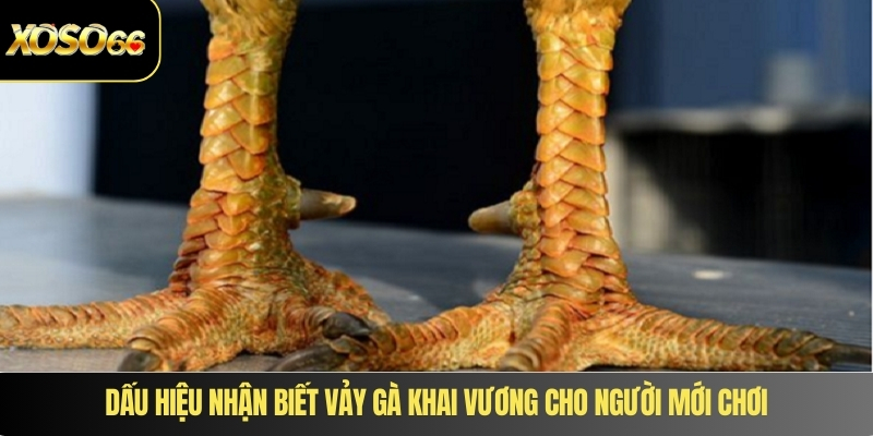 Dấu hiệu nhận biết vảy gà khai vương cho người mới chơi