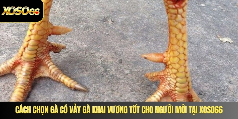 Cách chọn gà có vảy gà khai vương tốt cho người mới tại XOSO66